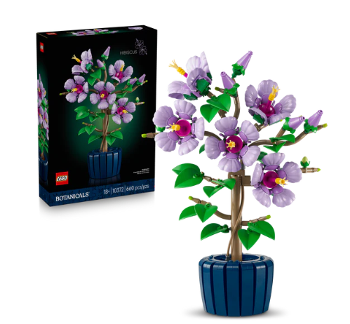 Hibiscus
